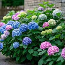 35 Semillas de Flores de Hortensia – Colores Mixtos No Transgénicos – Ideal para Bordes de Jardín, Contenedores y Plantación de Paisajes - 35 semillas - Ver 2