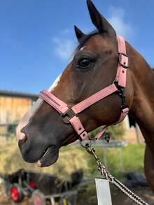 TGW RIDING New Series Faux Pearl Mane Tamer, Durable Soft Shell Surface Webbing, Tear-Resistant Inner Webbing, Soft Padding On Nose And Crown, Adjustable Side Buckles For Best Fit, Extra Chin Strap Adjustment, High-Quality Gunmetal Hardware, Faux Pearl Inlay On Nose Strap, Can Be Used With Matching TGW RIDING Faux Pearl Ear Bonnets And Saddle Pads.