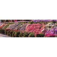 Seed 5000+ Petunia Seeds - Mixed Rainbow Color, Bonsai, Grandiflora Flowers, 1500 Mg Heirloom Seeds, Flower Seeds, Pollinator Garden, Open Pollinated, Non-GMO, Indoor And Outdoor - 變體1 - 查看 2