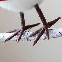 1 pieza Adorno de pájaro de peluche lindo - Decoración colgante para árbol de Navidad, decoración navideña para el hogar, decoración navideña para exteriores, accesorio colgante de tela suave, decoraciones navideñas, regalos navideños, decoración navideña