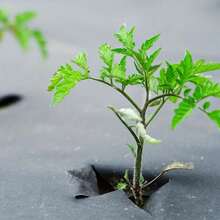 10 piezas de cubierta reutilizable para control de malezas y humectación de árboles - tapete de árbol biodegradable no tejido y película plástica para pastizales - 0,6 M x 0,6 M - 10 piezas - Ver 5