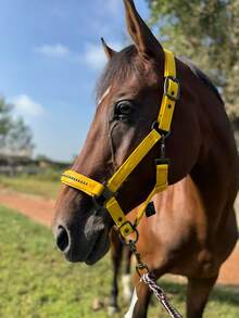TGW RIDING New Series Faux Pearl Mane Tamer, Durable Soft Shell Surface Webbing, Tear-Resistant Inner Webbing, Soft Padding On Nose And Crown, Adjustable Side Buckles For Best Fit, Extra Chin Strap Adjustment, High-Quality Gunmetal Hardware, Faux Pearl Inlay On Nose Strap, Can Be Used With Matching TGW RIDING Faux Pearl Ear Bonnets And Saddle Pads.