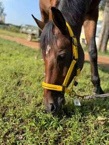 TGW RIDING New Series Faux Pearl Mane Tamer, Durable Soft Shell Surface Webbing, Tear-Resistant Inner Webbing, Soft Padding On Nose And Crown, Adjustable Side Buckles For Best Fit, Extra Chin Strap Adjustment, High-Quality Gunmetal Hardware, Faux Pearl Inlay On Nose Strap, Can Be Used With Matching TGW RIDING Faux Pearl Ear Bonnets And Saddle Pads.