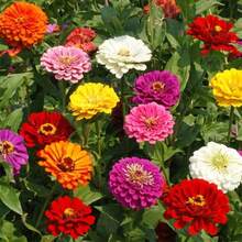 1000+ Crazy Blend Zinnia Seeds For Planting Zinnia Elegans Heirloom Open Pollinated & Untreated Mixed Color Zinnia Flowers - 普通的 - 查看 10