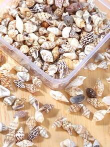 Conch Shells Kit, Natural Conch Shells Kit For Jewelry Making, DIY Fish Tanks Aquarium Pot Filler, Mini Small Sea Shells Conch