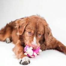 Outward Hound Tootiez Sheep Grunting Latex Rubber Dog Toy, Small - MàuF - Xem 7