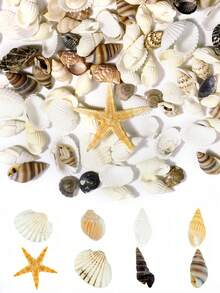 Conch Shells Kit, Natural Conch Shells Kit For Jewelry Making, DIY Fish Tanks Aquarium Pot Filler, Mini Small Sea Shells Conch