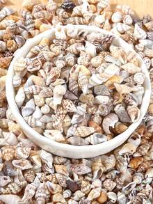 Conch Shells Kit, Natural Conch Shells Kit For Jewelry Making, DIY Fish Tanks Aquarium Pot Filler, Mini Small Sea Shells Conch