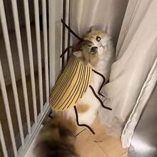 Cockroach Clothing Kit, Funny Costume Accessories Props, Pet Cape Set Two Sets - Dos juegos - Ver 7