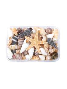 Conch Shells Kit, Natural Conch Shells Kit For Jewelry Making, DIY Fish Tanks Aquarium Pot Filler, Mini Small Sea Shells Conch