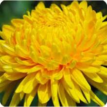 146 piezas de semillas de lelilie de día flores ornamentales exterior jardín mix colores vivos fácil cultivo decoración premium resistente especial - 146 - Ver 4