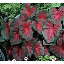 174 piezas de semillas de hosta, semillas de bonsái, flores perennes para el hogar, plantas de flores de interior, suministros de semillas para plantar árboles de jardín - 174 - Ver 3