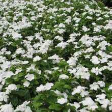 Perlas Púrpuras Premium y Tubérculos de Rosas Blancas Pequeñas (100 piezas) – Plantas de Cubierta de Suelo, Listas para Plantar |   Ideal para bordes de jardín y rocallas - Variante 1 - Ver 6