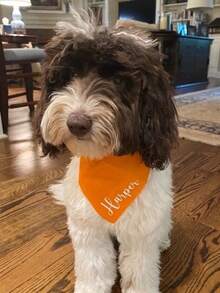 1pc Personalized Dog Bandana, Customized Dog Neck Scarf, Dog Neckwear, Dog Name Bandana, Gift For Dog Lovers, Dog Mom Gift, New Dog Gift, Engagement Dog Bandana - Customizable Text Or Logo - Multicolor - View 7