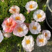Semillas de Rosa Musgo Mixtas 100pcs Portulaca Grandiflora Mix, Semillas de Jardín No Transgénicas para Rosa Musgo, Portulaca, Rosa de las Once, Rosa Mexicana, Rosa del Sol y Rosa de Roca - 100 piezas - Ver 4