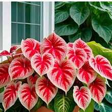 500 Semillas de Caladio - Modelo Mixto, Alta Germinación, Ideal para Crear Jardines Coloridos y Espacios Versátiles - Multicolor - Ver 8