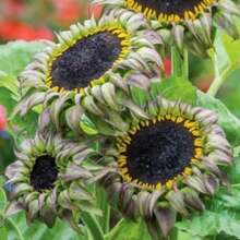 218 piezas de semillas de girasol, promociones de  de plantas, semillas de vegetales, propietario - 218 piezas - Ver 2