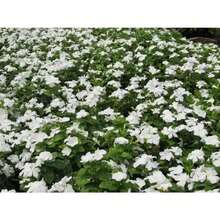 Perlas Púrpuras Premium y Tubérculos de Rosas Blancas Pequeñas (100 piezas) – Plantas de Cubierta de Suelo, Listas para Plantar |   Ideal para bordes de jardín y rocallas - Variante 1 - Ver 2