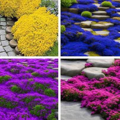 100 Semillas de Tomillo Multicolor, Perfectas para Jardín Familiar y Proyectos de Decoración