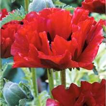 122 piezas de semillas de flores rojas perennes - 122 - Ver 4