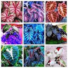 500 Semillas de Caladio - Modelo Mixto, Alta Germinación, Ideal para Crear Jardines Coloridos y Espacios Versátiles - Multicolor - Ver 5