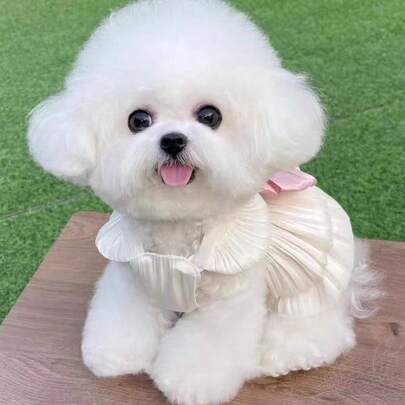 1 件宠物狗生日派对公主裙，适合泰迪、贵宾犬和小型犬，秋冬季