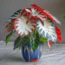 500 Semillas de Caladio - Modelo #I1, Alta Germinación, Ideal para Decoración Fresca y Espacios de Vida Diaria - Multicolor - Ver 6