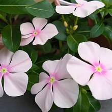 200 piezas de semillas de flores de vinca perenne mixtas para plantar - Semillas de cubierta de suelo de herencia - Atraen mariposas y abejas - 200 - Ver 3