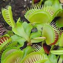 Semillas de Venus Atrapamoscas (50 unidades) - Regalo Único para Amantes de Plantas, Ideal para Días Festivos, Cultivo en Interiores/Exteriores, Plantas Carnívoras con Trampas Sensibles, Perfecta para Jardineros Principiantes y Expertos - Multicolor - Ver 11