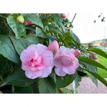 157 piezas de semillas de camelia rosa doble impatiens con purpurina rosa, flores originales decorativas, resistentes, alto impacto visual, para jardín o maceta - 157 - Ver 2