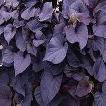 BIG GARDEN - 100 Semillas de Ipomoea Morada (Campanilla Morada), Alta Germinación, Ideal para Crear Jardines Trepadores Románticos - Multicolor - Ver 9