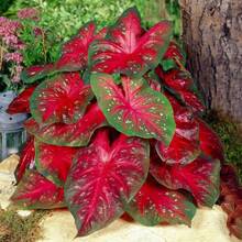 174 piezas de semillas de hosta, semillas de bonsái, flores perennes para el hogar, plantas de flores de interior, suministros de semillas para plantar árboles de jardín - 174 - Ver 4