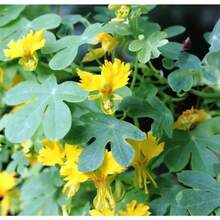 236 semillas hierba canaria trepadora cress anís flor anual amarilla trepadora para plantar jardín exterior maceta resistente fácil cultivo paisajismo decoración ornamentales aroma fresca germinación alta - 236 - Ver 4
