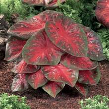 174 piezas de semillas de hosta, semillas de bonsái, flores perennes para el hogar, plantas de flores de interior, suministros de semillas para plantar árboles de jardín - 174 - Ver 5
