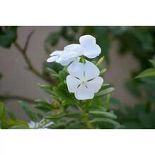 Perlas Púrpuras Premium y Tubérculos de Rosas Blancas Pequeñas (100 piezas) – Plantas de Cubierta de Suelo, Listas para Plantar |   Ideal para bordes de jardín y rocallas - Variante 1 - Ver 5