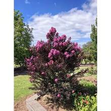 128 piezas de semillas de glicina de encaje violeta de diamante negro, flores moradas, adecuadas para decoración del hogar y jardín, plantas de interior, exhibición de plantas elegante, semillas de plantas de alta calidad - 128 - Ver 4