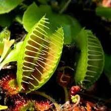 Semillas de Venus Atrapamoscas (50 unidades) - Regalo Único para Amantes de Plantas, Ideal para Días Festivos, Cultivo en Interiores/Exteriores, Plantas Carnívoras con Trampas Sensibles, Perfecta para Jardineros Principiantes y Expertos - Multicolor - Ver 10