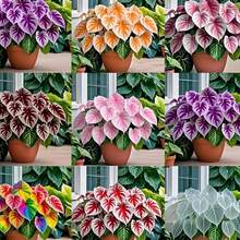500 Semillas de Caladio - Modelo Mixto, Alta Germinación, Ideal para Crear Jardines Coloridos y Espacios Versátiles - Multicolor - Ver 1