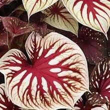 500 Semillas de Caladio - Modelo #I1, Alta Germinación, Ideal para Decoración Fresca y Espacios de Vida Diaria - Multicolor - Ver 10