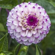 215 Piezas de Semillas Perennes de Dahlia Genova - Plantación de Primavera - Crecimiento Rápido - Fácil de Plantar - Agregado - Polinización Abierta - 215 - Ver 3