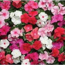 200 piezas de semillas de flores de vinca perenne mixtas para plantar - Semillas de cubierta de suelo de herencia - Atraen mariposas y abejas - 200 - Ver 2