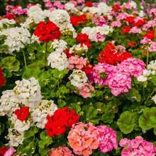 276 piezas de semillas de geranio mixtas, paquete mixto de semillas de flores de geranio, adecuado para plantar, fácil de cultivar, semillas de flores para jardín al aire libre, plantas de flores al aire libre, naturaleza de jardinería - 276 - Ver 5
