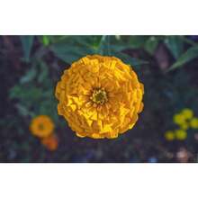 174 piezas de semillas de flores mixtas jardín variedad colores ornamentales fácil cultivo resistente germinación rápida paquete ideal decoración jardinería hogar oficina paisajismo regalo colección para amantes de plantas naturales - 174 - Ver 2