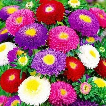 Semillas de Crisantemo Dulce - 100 semillas en envase simple. Regalo perfecto para festivales (Navidad, cumpleaños) para amantes de jardinería. Fácil cultivo en macetas/jardín, colores vibrantes y aroma relajante. Ideal para principiantes y decoración hogar.