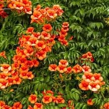 133 piezas de semillas de liana de trompeta de colibrí - Alta tasa de germinación, fácil cuidado, perfecto para crear tu propio mini jardín - 133 piezas - Ver 4