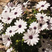 266 piezas de semillas de flores, semillas de flores resistentes, fáciles de cultivar y añaden belleza duradera a tu jardín. - 266 piezas - Ver 2