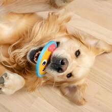 Juguete de perro Outward Hound Tough Skinz durable y con chillido, con dos capas resistentes, rosquilla, multicolor, pequeño - ColorD - Ver 6