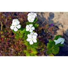 Perlas Púrpuras Premium y Tubérculos de Rosas Blancas Pequeñas (100 piezas) – Plantas de Cubierta de Suelo, Listas para Plantar |   Ideal para bordes de jardín y rocallas - Variante 1 - Ver 4