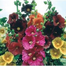 332 piezas de semillas de malva para plantar Alcea rosea, semillas de flores perennes de colores mixtos, rojo oscuro, rojo, rosa, amarillo y naranja, malva herencia no GMO - 332 - Ver 5