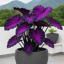 500 Semillas de Caladio - Modelo Mixto, Alta Germinación, Ideal para Crear Jardines Coloridos y Espacios Versátiles - Multicolor - Ver 6